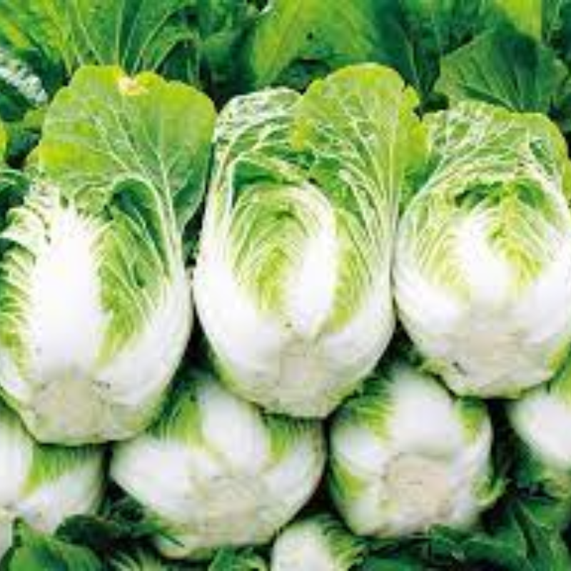 Chinese Cabbage / Napa Main Image